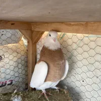 کبوتر طوق زرد جوان