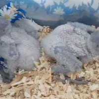 جوجه سرلاکی کاسکو دم قرمز|پرنده|تهران, هوانیروز|دیوار