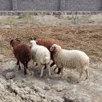 بره نر ارگانیک با تغذیه طبیعی پرگوشت/ مصرف و پروار|حیوانات مزرعه|مشهد, هفت تیر (آب و برق)|دیوار