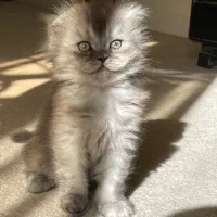 گربه ‌ی اسکاتیش/ نروژی