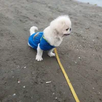 سگ پیکینز نر ۲ دوساله|سگ|هشتگرد, هشتگرد قدیم|دیوار