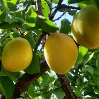 باغ ۱۰ ساله مثمر بر اتوبان تهران|فروش دفتر صنعتی، کشاورزی، تجاری|کرمانشاه, |دیوار