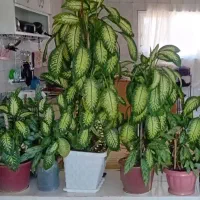 فروش گل های زینتی و آپارتمانی|گل و گیاه طبیعی|بلبان آباد, |دیوار