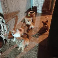 سگ پامر|سگ|زارچ, |دیوار