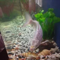 آکواریوم|ماهی|ری, امین آباد|دیوار