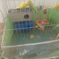 چهار عدد مرغ عشق سرحال وجفت