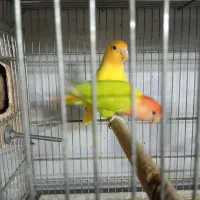 طوطی برزیلی مولد نژاد اوپال اورنج فیس|پرنده|تهران, نازیآباد|دیوار