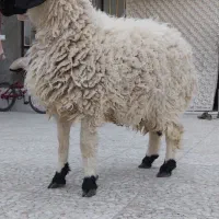 بره نر قوچ گوسفند