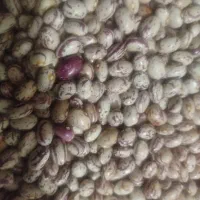 لوبیا چیتی درشت|خوردنی و آشامیدنی|خرم بید, |دیوار