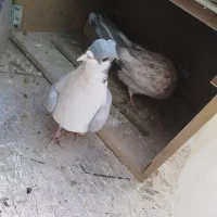 سه عدد کفتر پرشی