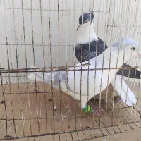 کفتر جفتگاه