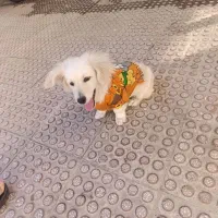 توله سگ پامر اشپیتز نر|سگ|اسدآباد, |دیوار