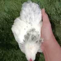 نیمچه کوشین لایت