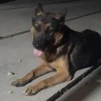 سگ ژرمن شپرد ماده