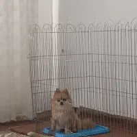 پامر روباهی ماده آماده جفتگیری|سگ|صحنه, |دیوار