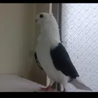 دوکت هومر (پشت سیاه فری عطیقه )