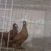 کبوتر|پرنده|مراغه, |دیوار