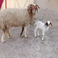 گوسفندمطافیل برهاشون نر جهت فروش بره بز گوساله
