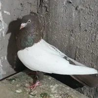 ماده سین قهوه ای کلاهی