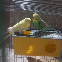 مرغ عشق|پرنده|سیرجان, |دیوار