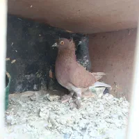 چهار جفت کفتر پرشی تزیینی رواعب جوجه حندقی|پرنده|قم, شهرک مهدیه (مدرس)|دیوار