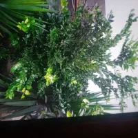 ییوکا شمشاد یاس|گل و گیاه طبیعی|کلاچای, |دیوار