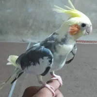 عروس‌هلندی نر‌دستی‌سخنگو