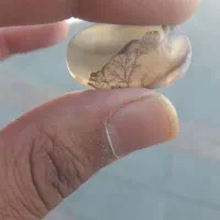 شجر|کلکسیون اشیاء عتیقه|زنجان, |دیوار