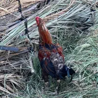 مرغ فروشی فوری|حیوانات مزرعه|رودان, |دیوار