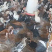 جوجه محلی خودت سوا کن چهل روزه