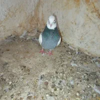 طوق سبز نر|پرنده|شیراز, محمدیه|دیوار