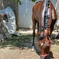 اسب|اسب و تجهیزات اسبسواری|تربتحیدریه, باغ سلطانی|دیوار