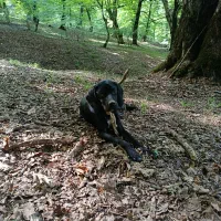 انگلیس المان|سگ|دوزین, |دیوار