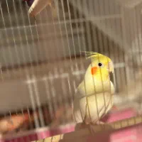 عروس هلندی|پرنده|خمین, |دیوار