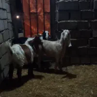 بزغاله نجدی