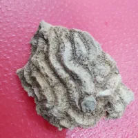 فسیل|کلکسیون اشیاء عتیقه|یزد, |دیوار