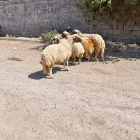 میش لری ابستن داشتی کردی سنجابی جوان