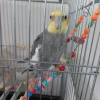 سینامون|پرنده|قدس, شهر‌قدس|دیوار