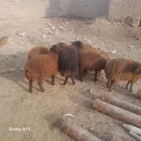 بره،، میش|حیوانات مزرعه|نیشابور, ریوند|دیوار