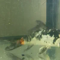 ماهی کوی ۱۰ الی ۱۵ سانت دو عدد|ماهی|کاشان, گارزگاه|دیوار