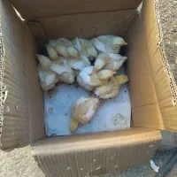 جوجه گوشتی ۱۰ روزه