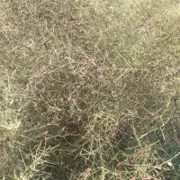 ذرت علوفه ای برای دامدار