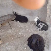 بره|حیوانات مزرعه|زرقان, |دیوار