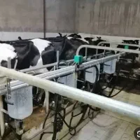 کارگر گاوداری در زنجان