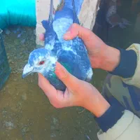 کبوتر مسافتی