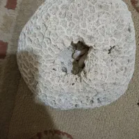 فسیل مرجان دریایی.برا قشنگی و آکواریوم