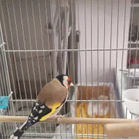 سهره|پرنده|اراک, |دیوار