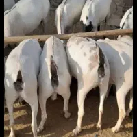 کهره نزار چاق