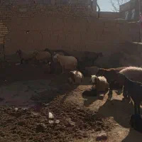 میش زاییده داشتی