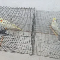 4عدد عروس هلندی زیبا